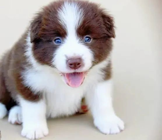 Border Collie trabalhamos com mais de 20 raças. - Foto 4