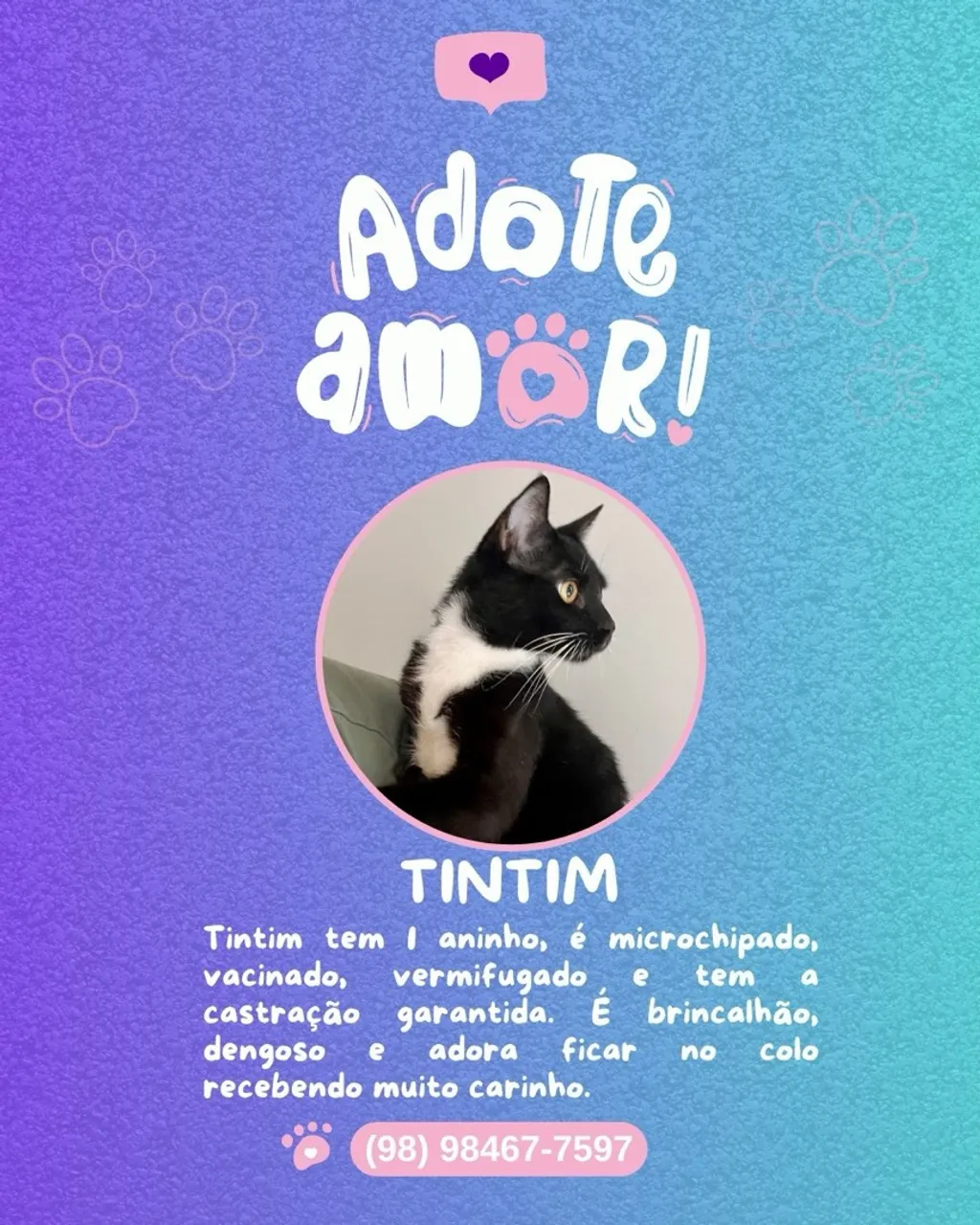 Tintim (adoção responsável - gato)