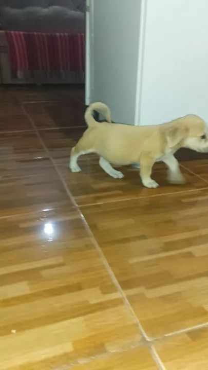 Filhote de cachorro disponível para adoção - Foto 5