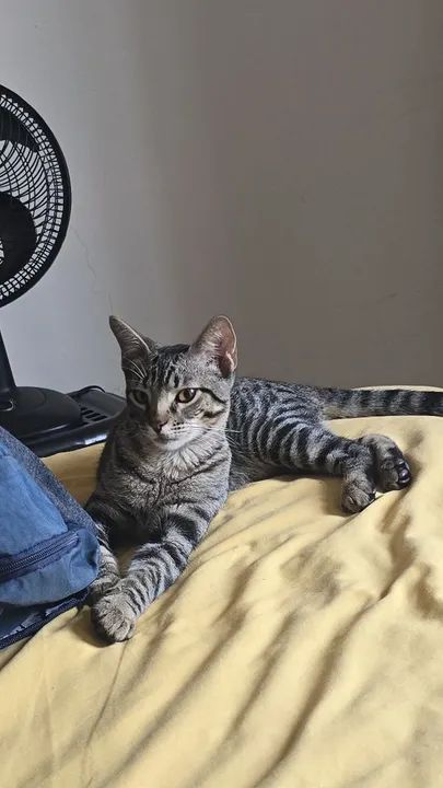 Gato malhado cinza e preto disponível para adoção