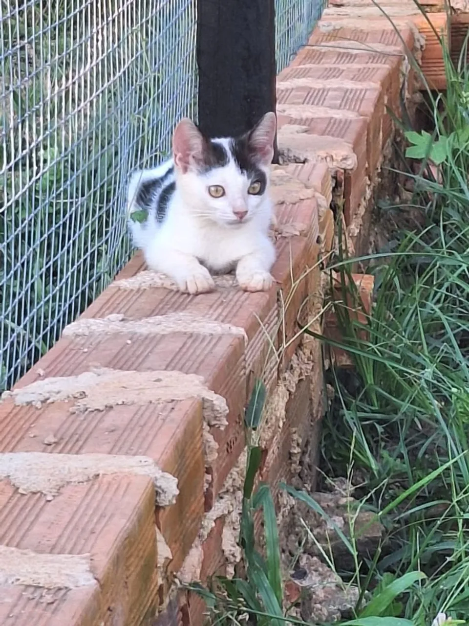 Gatinha disponível para adoção