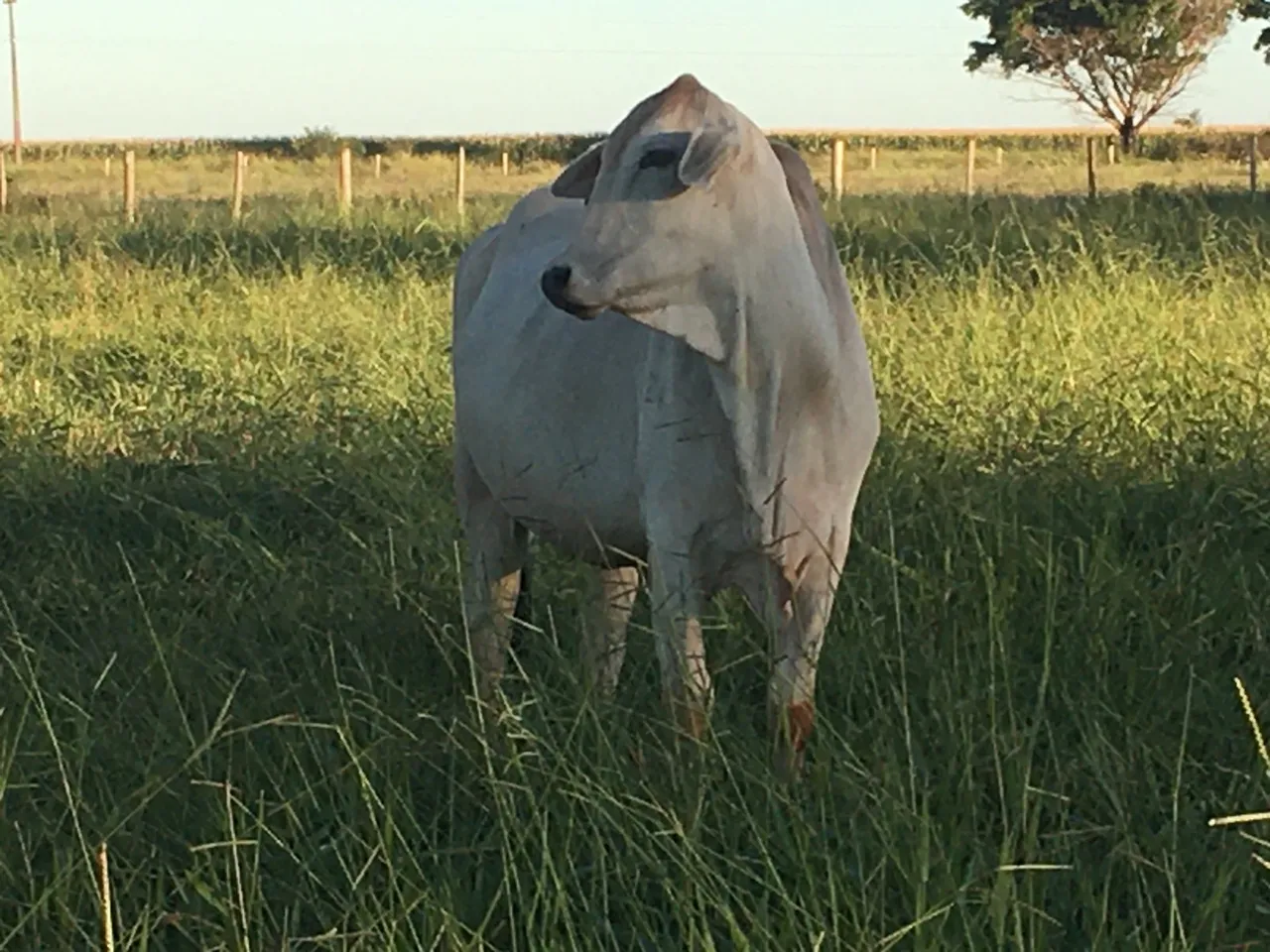 Vacas e touro PO