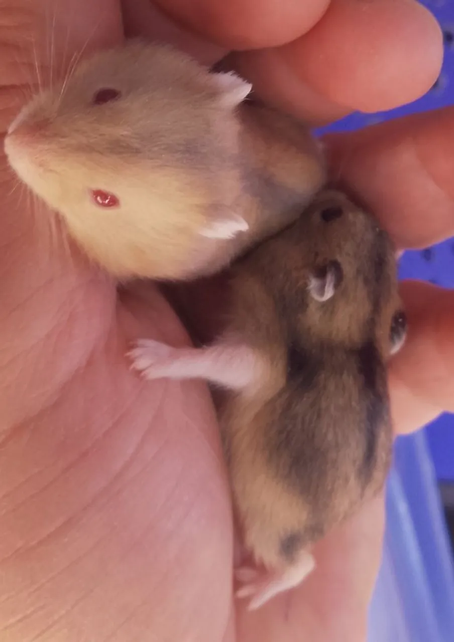 Filhotes de Hamster Anão Russo