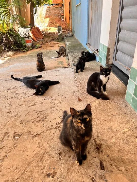 ADOÇÃO RESPONSÁVEL - Foto 2