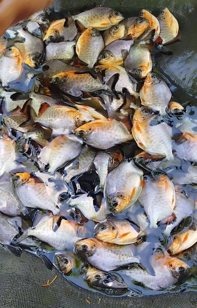 Pacu Caranha o melhor  - Foto 4