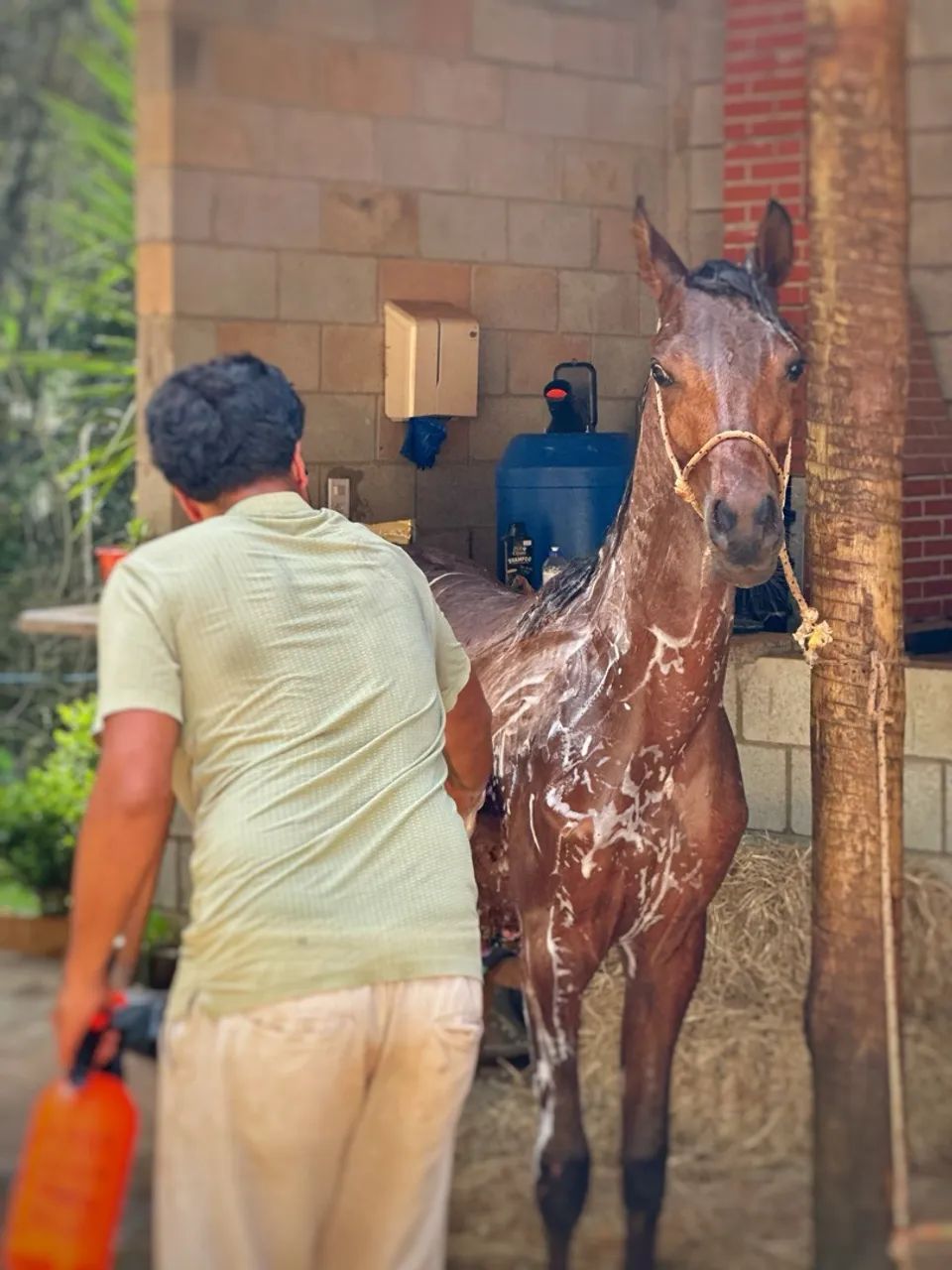 Potro puro sangue árabe