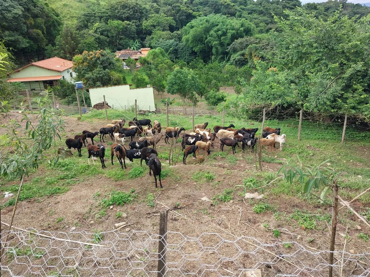 46 Carneiros Dorper e Santa Inês