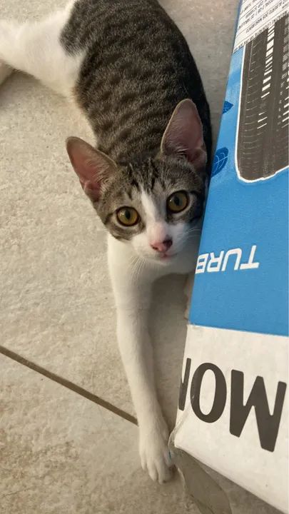 GATINHO FILHOTE PARA DOAÇÃO 