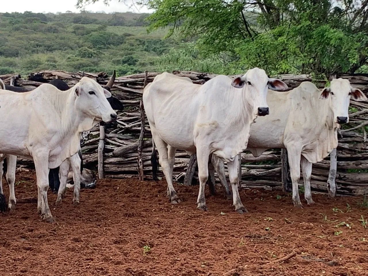 Vende-se gado Nelore  - Foto 3