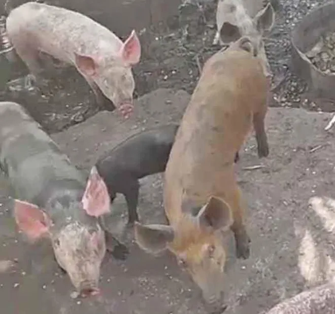Doação de porco langarco urgente *