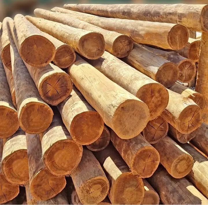 Barrotes de Pinus para Construção - 3mts x 5cm x 5cm - Foto 4