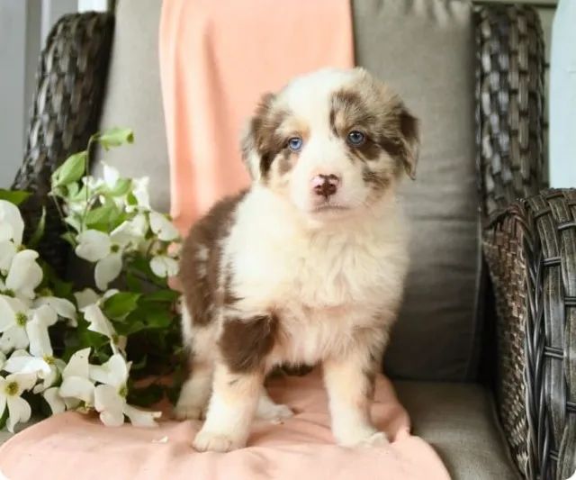 Border Collie disponível no canil! Adestrado no tapetinho