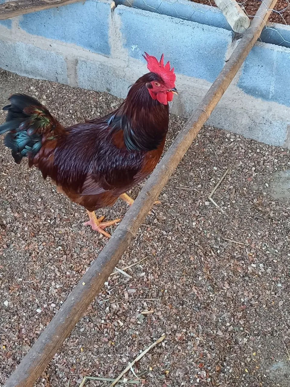 Galo Rhode 