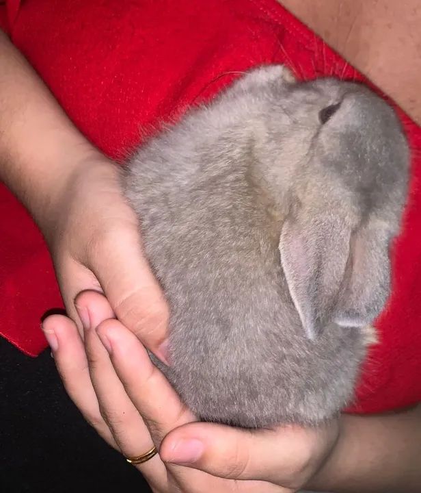 Coelhinho netherland dwaft - Foto 5