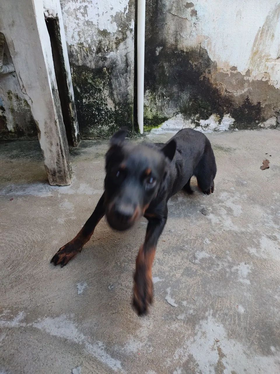 Filhote de rottweiler fêmea - Foto 5