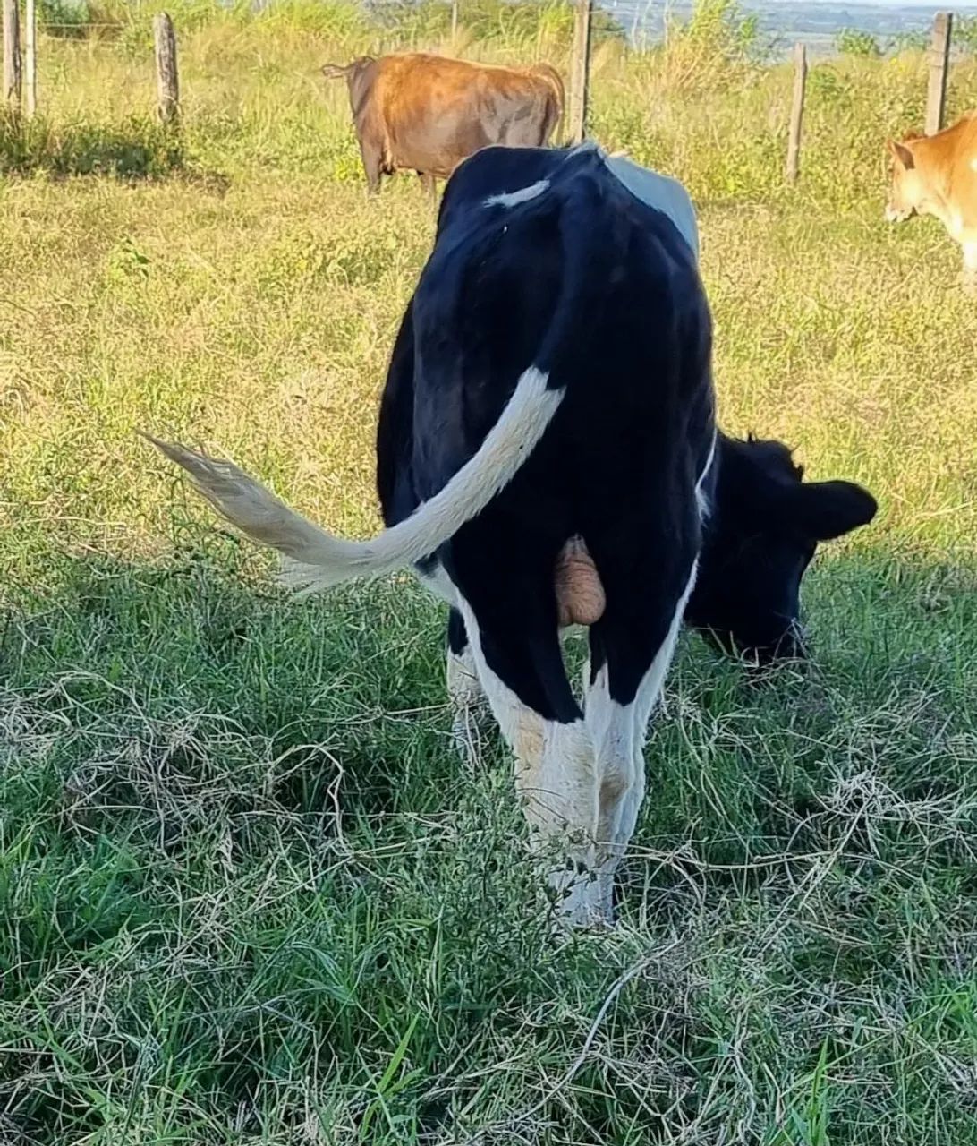 Bezerro holandês 
