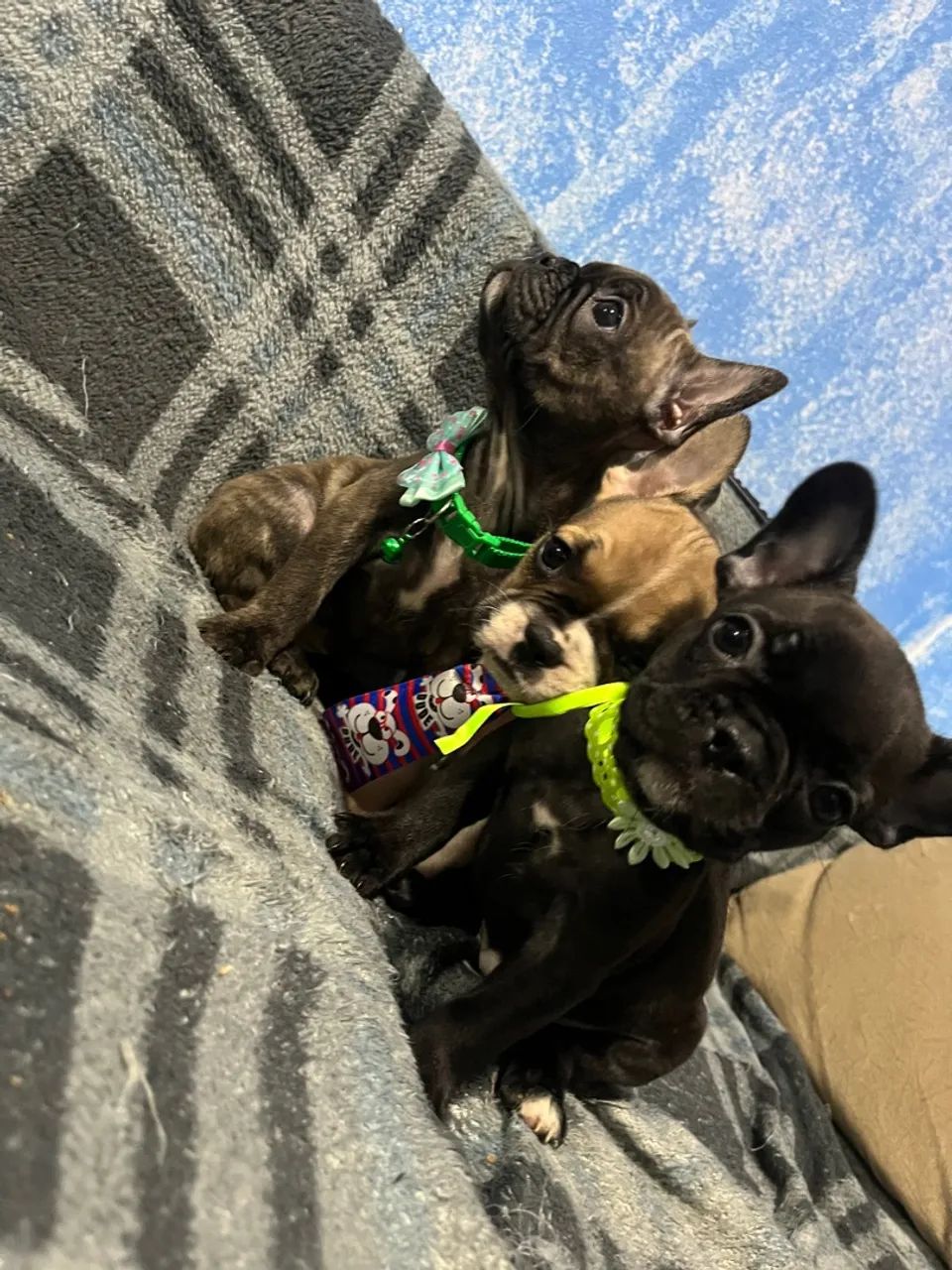 Filhotes buldogue francês 