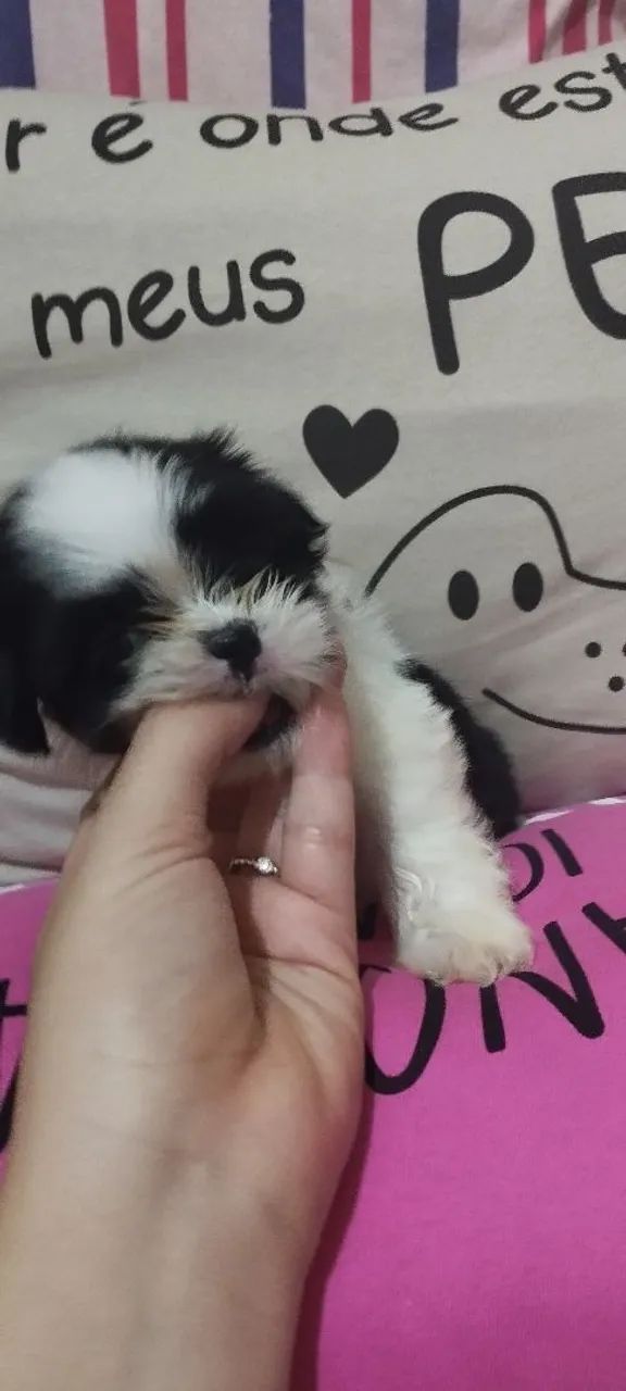 Filhote Shih Tzu  - Foto 6