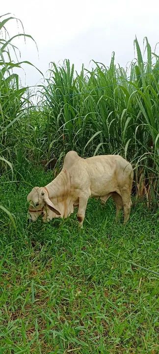 Vendo Tourinho Brahma  - Foto 6