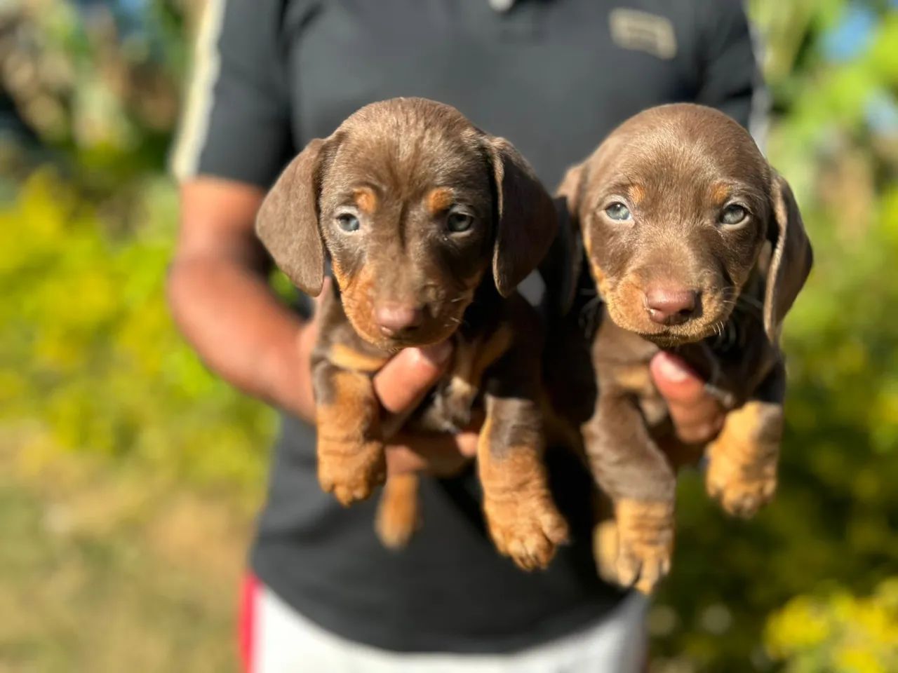 Teckel chocolate Macho- Desmamados e Vermifugados 