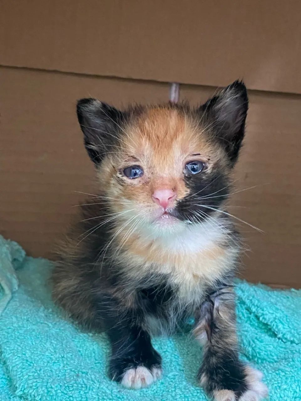 Filhote de gato - Foto 3
