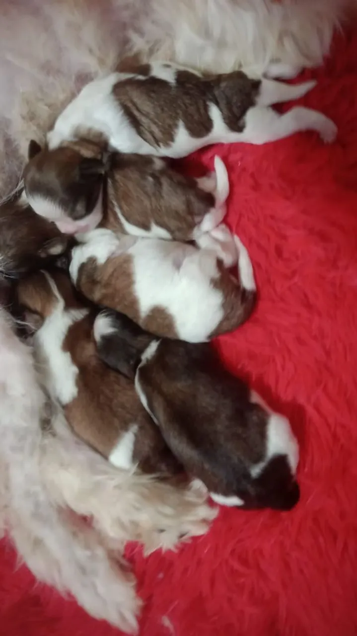 Filhotes de Shih Tzu tricolor