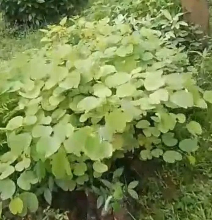 Mudas diversas leia no anúncio  - Foto 4