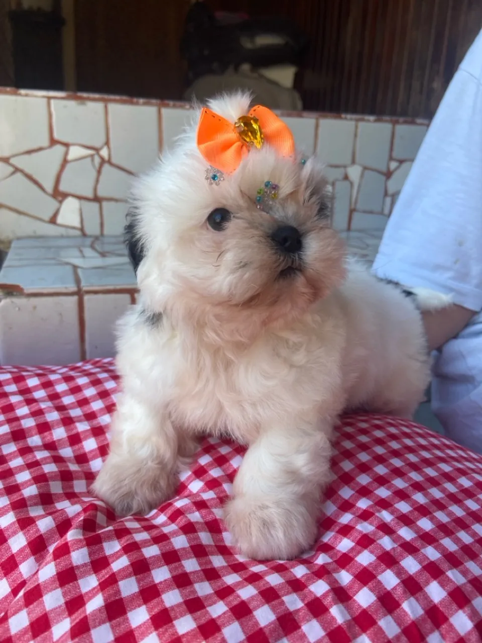 Filhote de Shih Tzu fêmea disponível 