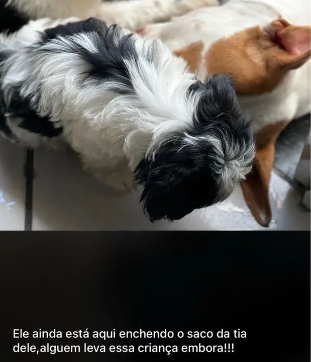 Doando American bully fêmea (não é castrada)  - Foto 2