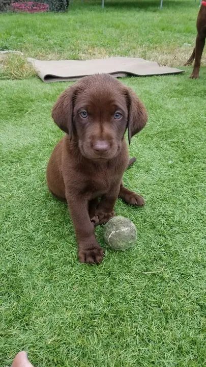 Labrador Marrom