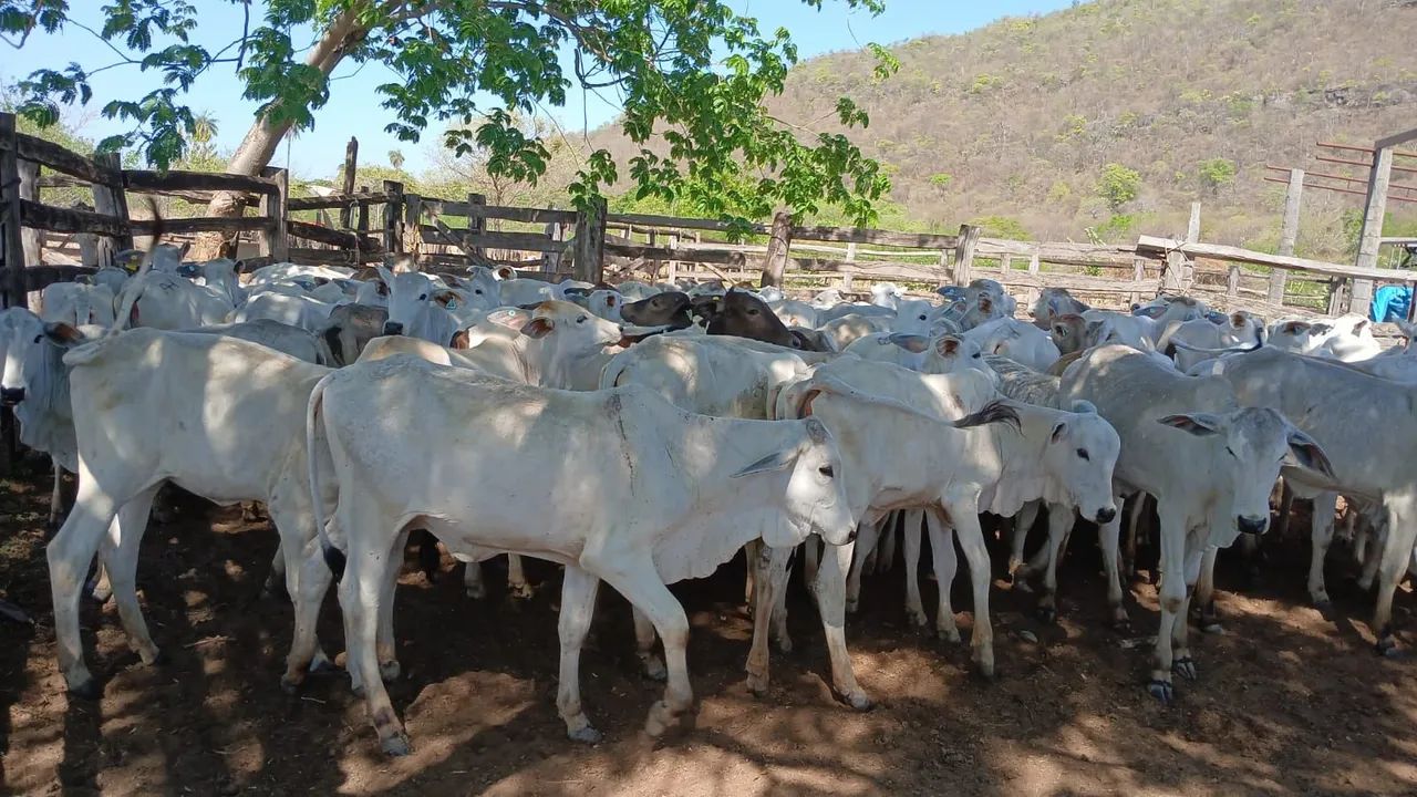 Vendo novilhas  - Foto 2