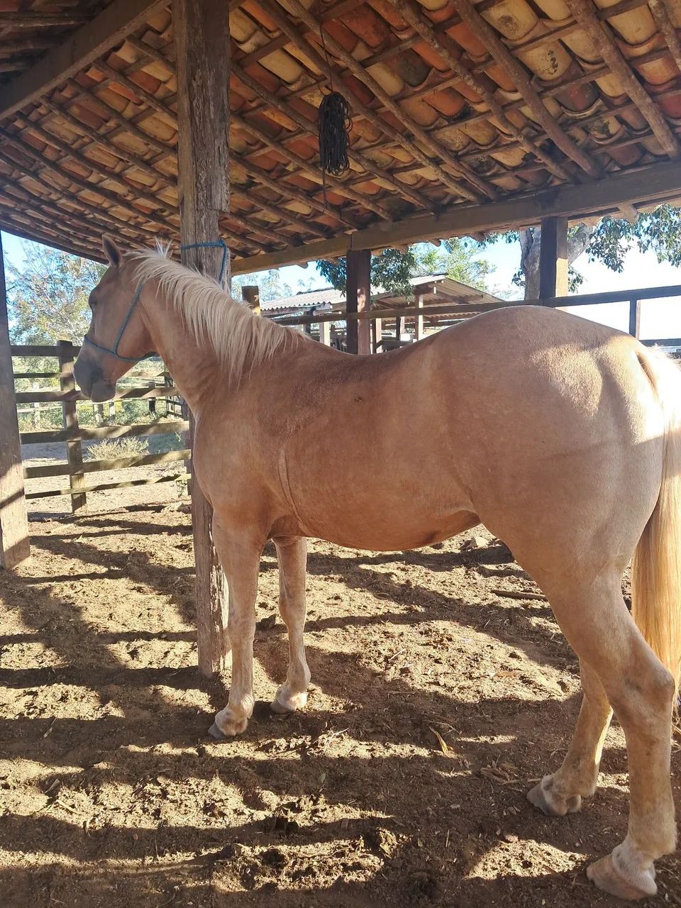 CAVALO QUARTO DE MILHA  - Foto 2