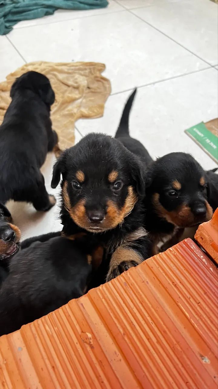 Cachorro  - Foto 4