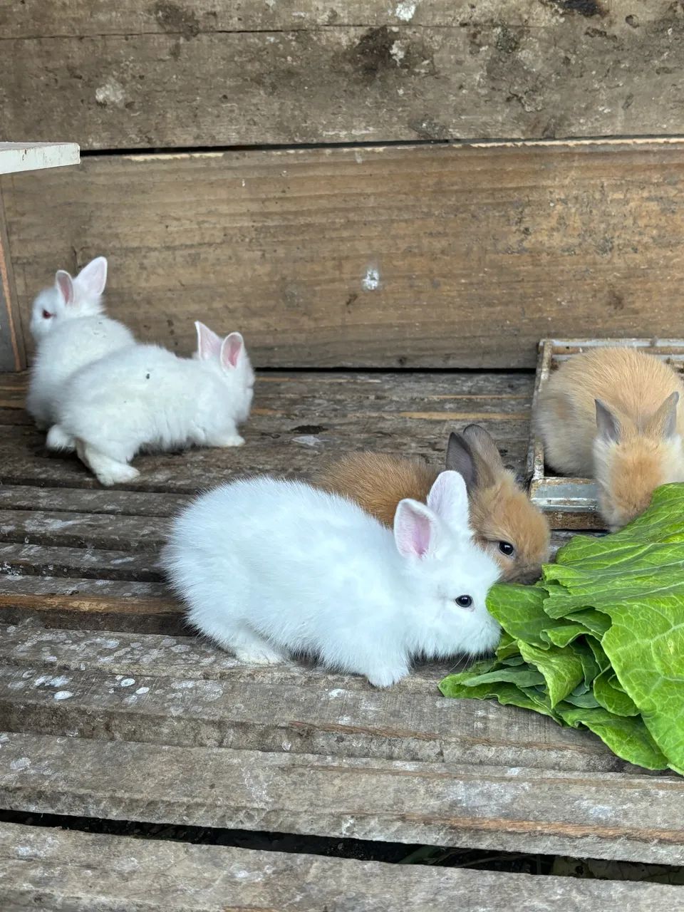 Coelhos mini lion - Foto 6