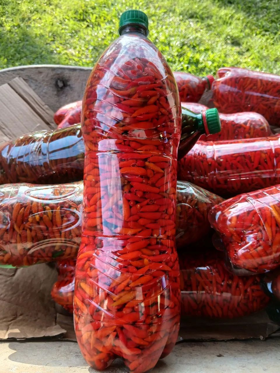 Pimenta - Foto 4