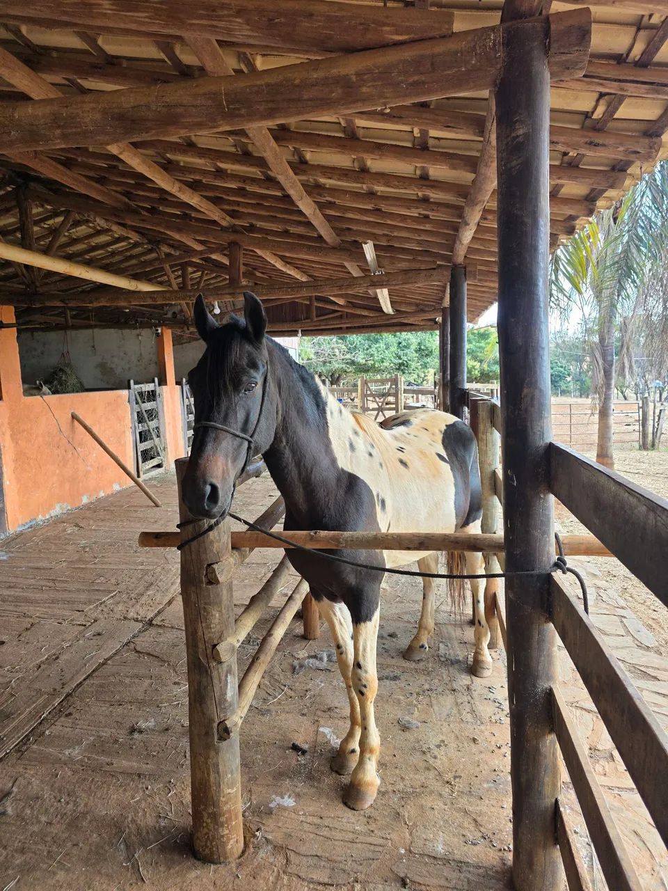Vendo PAMPA DE PRETO