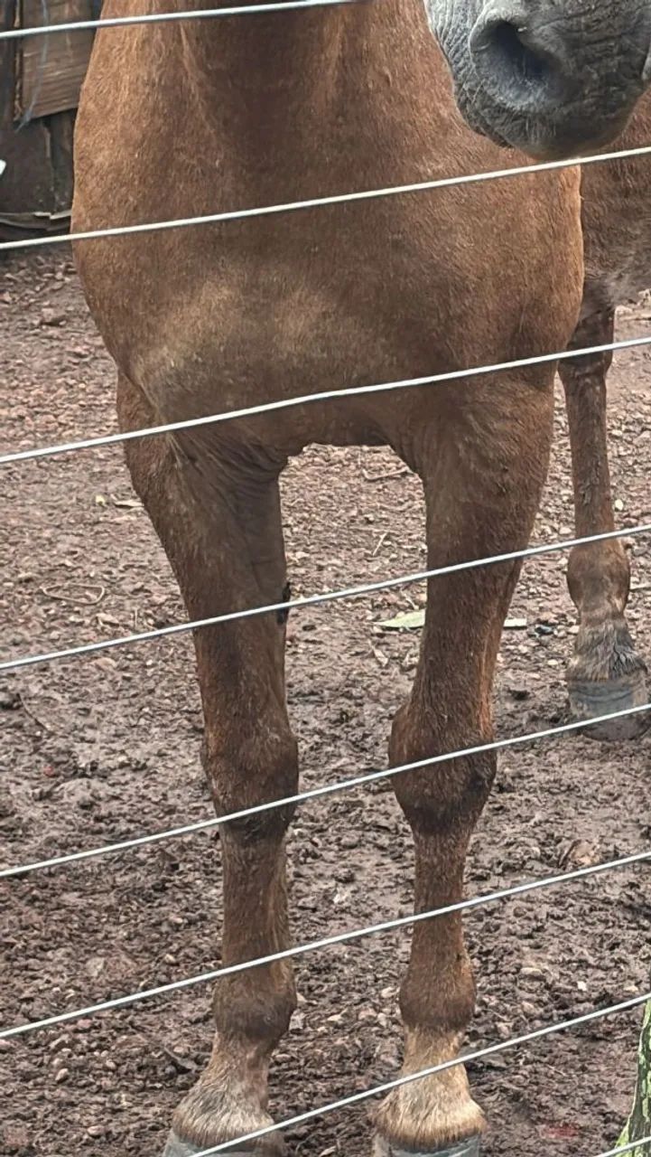 Mula de patrão  - Foto 6