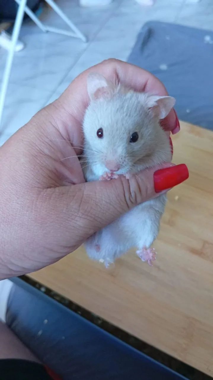 Hamster sírio 
