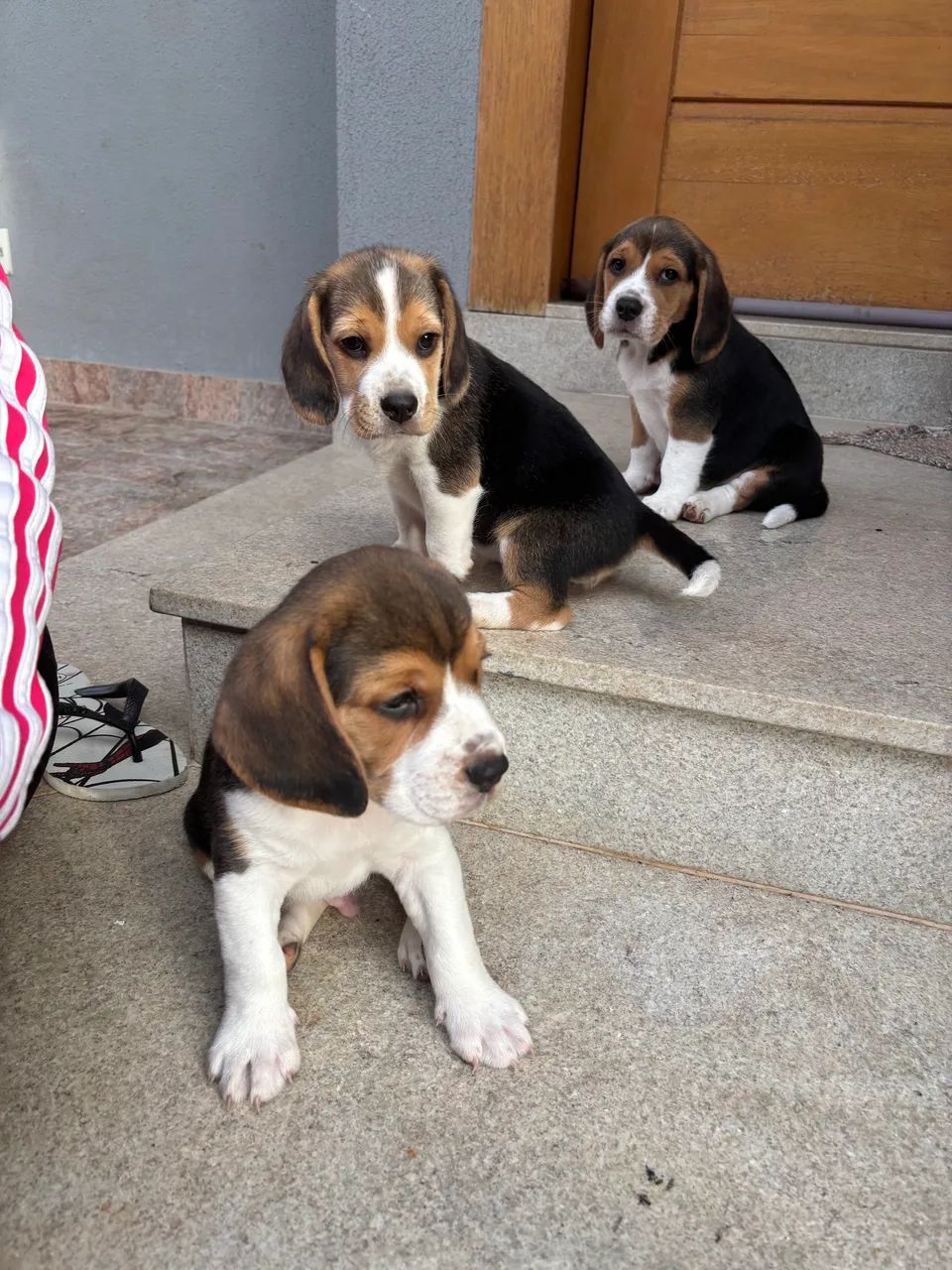 Beagles muito fofos - Foto 3