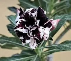 Rosas do deserto exótica 