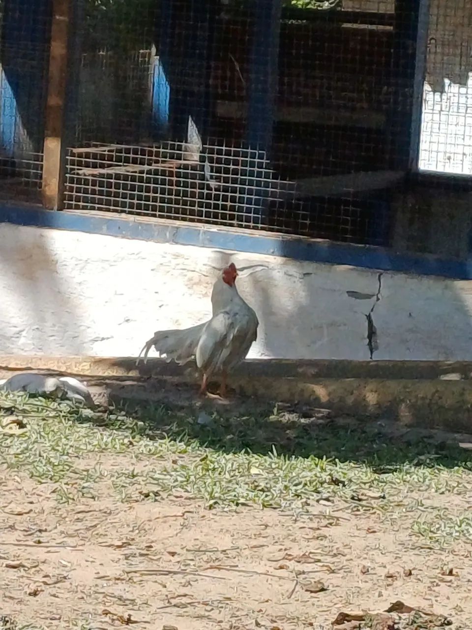 Lindo garlinze mini cornich  - Foto 2