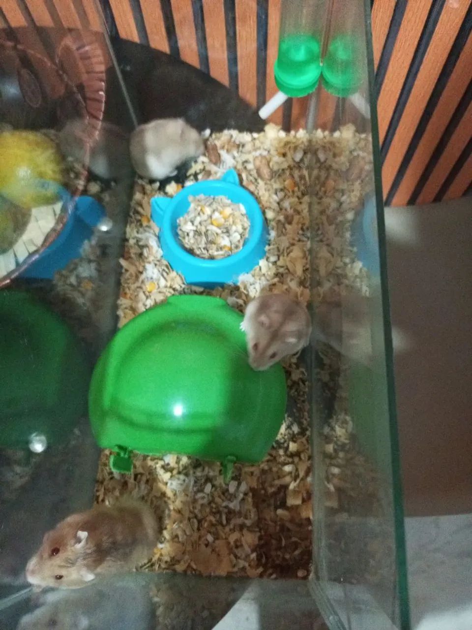 Ramister  - Foto 2