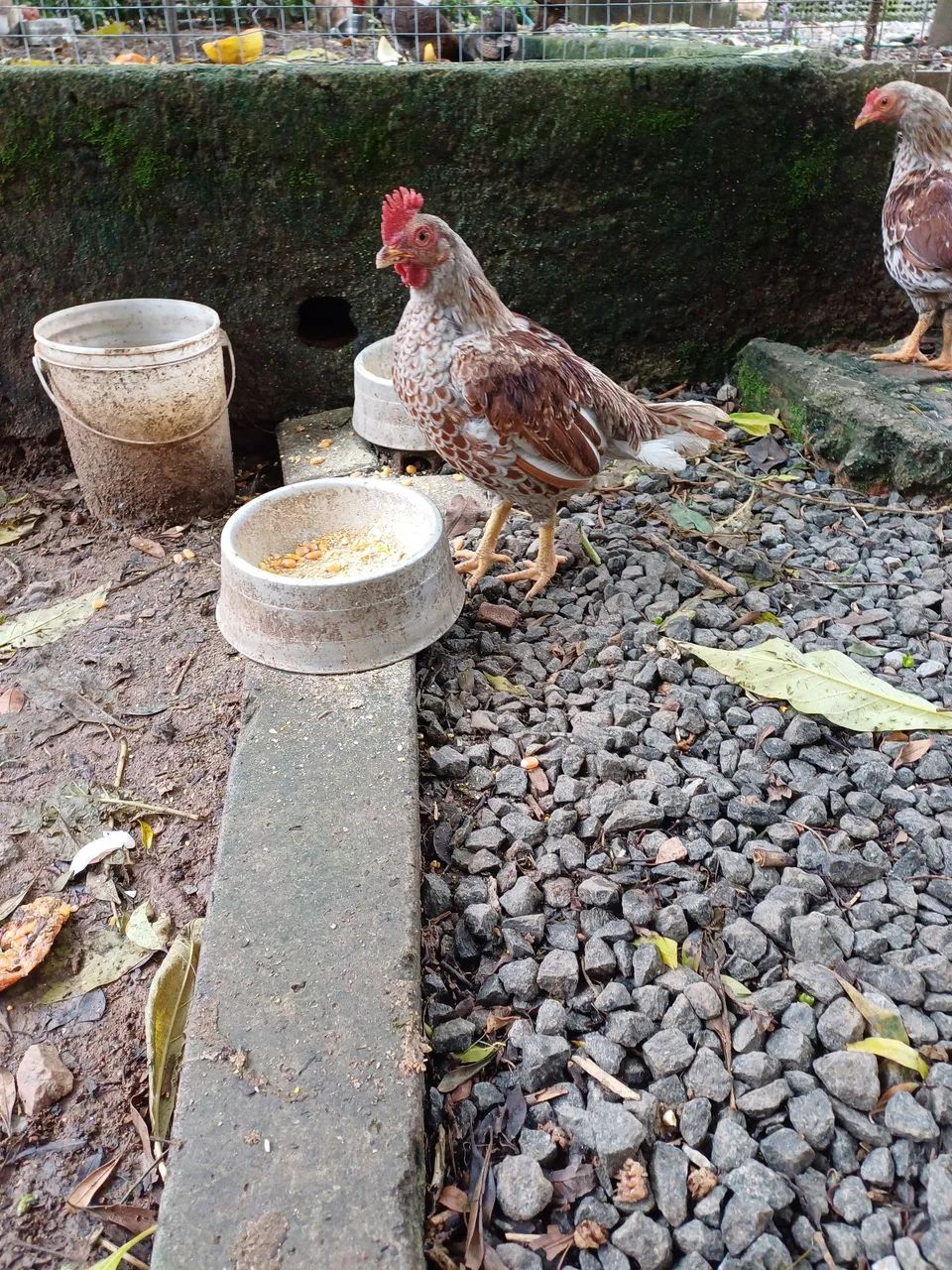 Frango Mini Indio Cornisch  - Foto 2