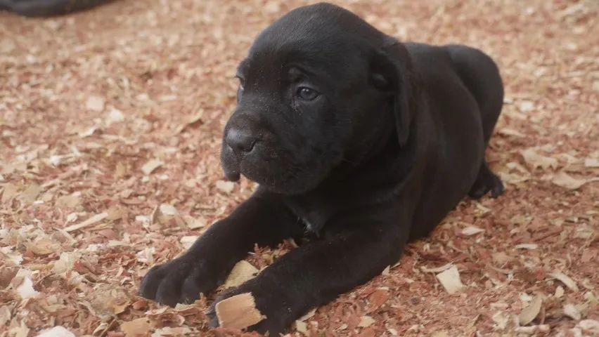 FILHOTE DE CANE CORSO 