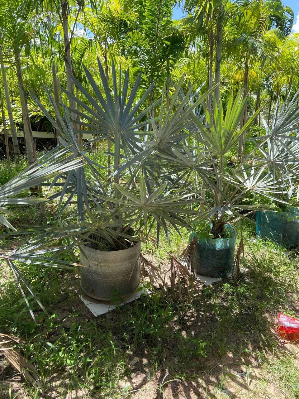 Palmeira azul - Foto 3