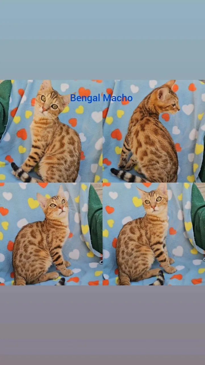  Bengal Filhotes - Gatil BSB Cat  - Foto 6