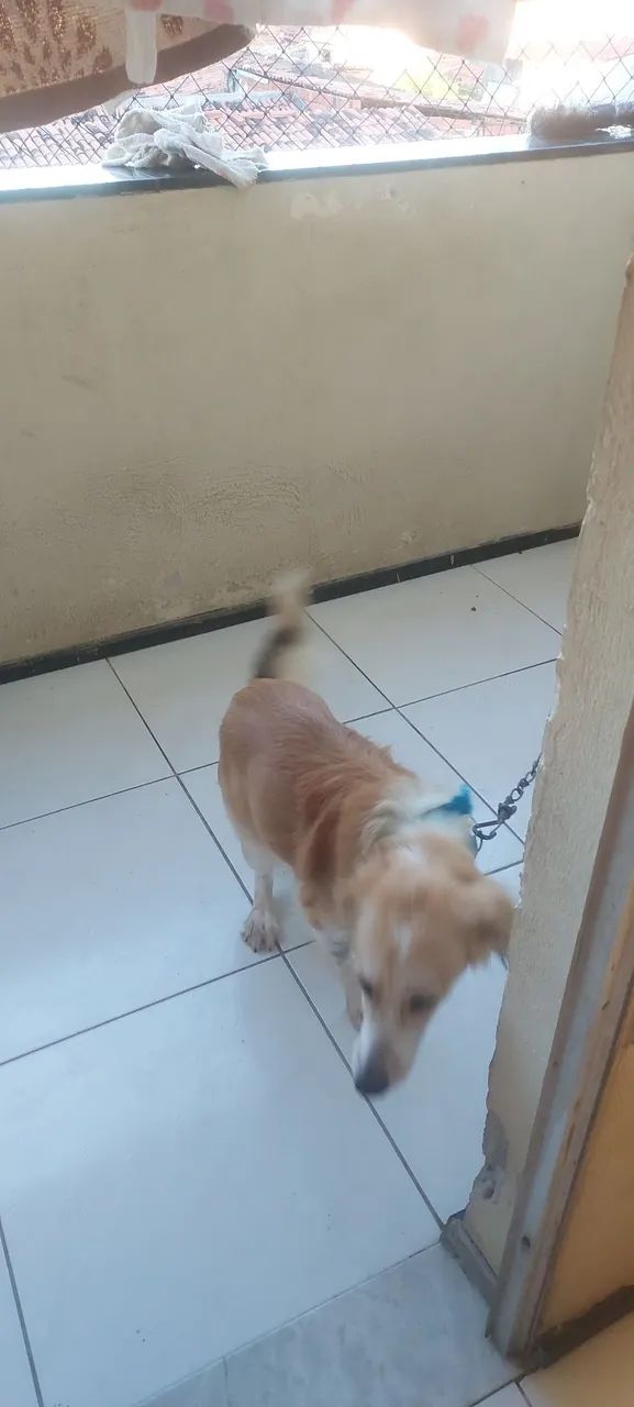 Doação Bob - Foto 3