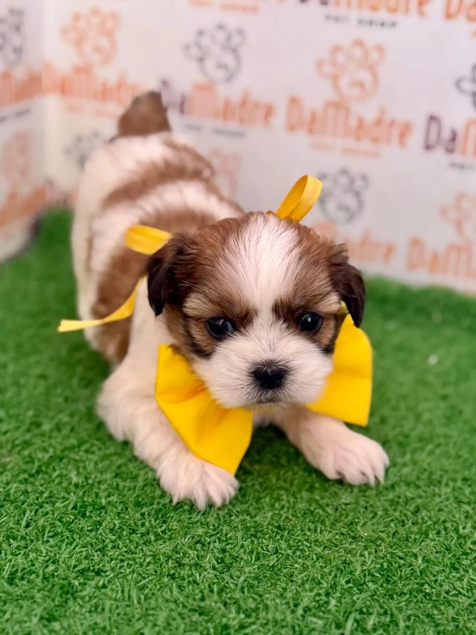 Shih-tzu Macho  - Foto 2