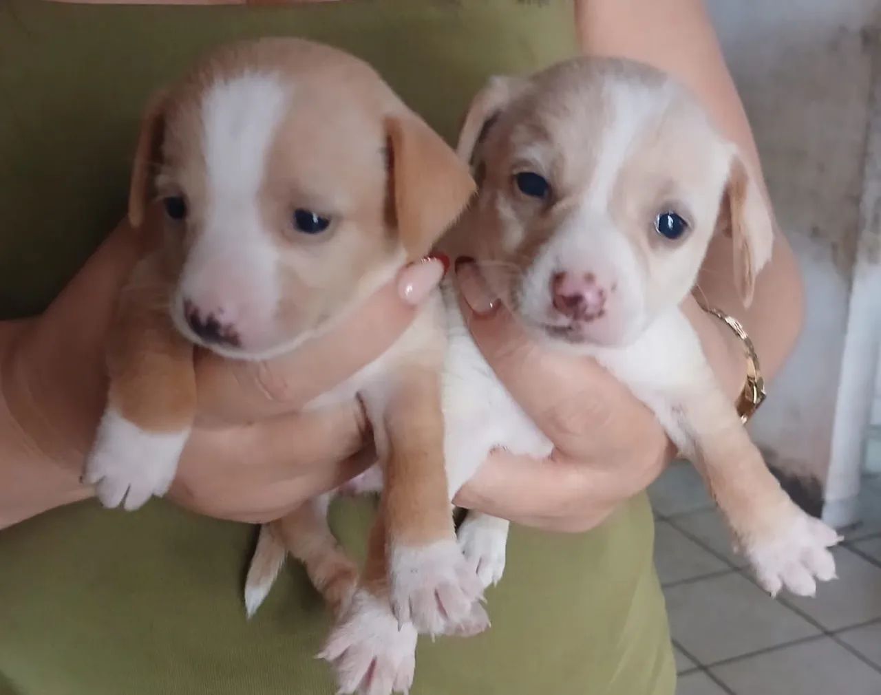 Cachorro pinscher  1 
