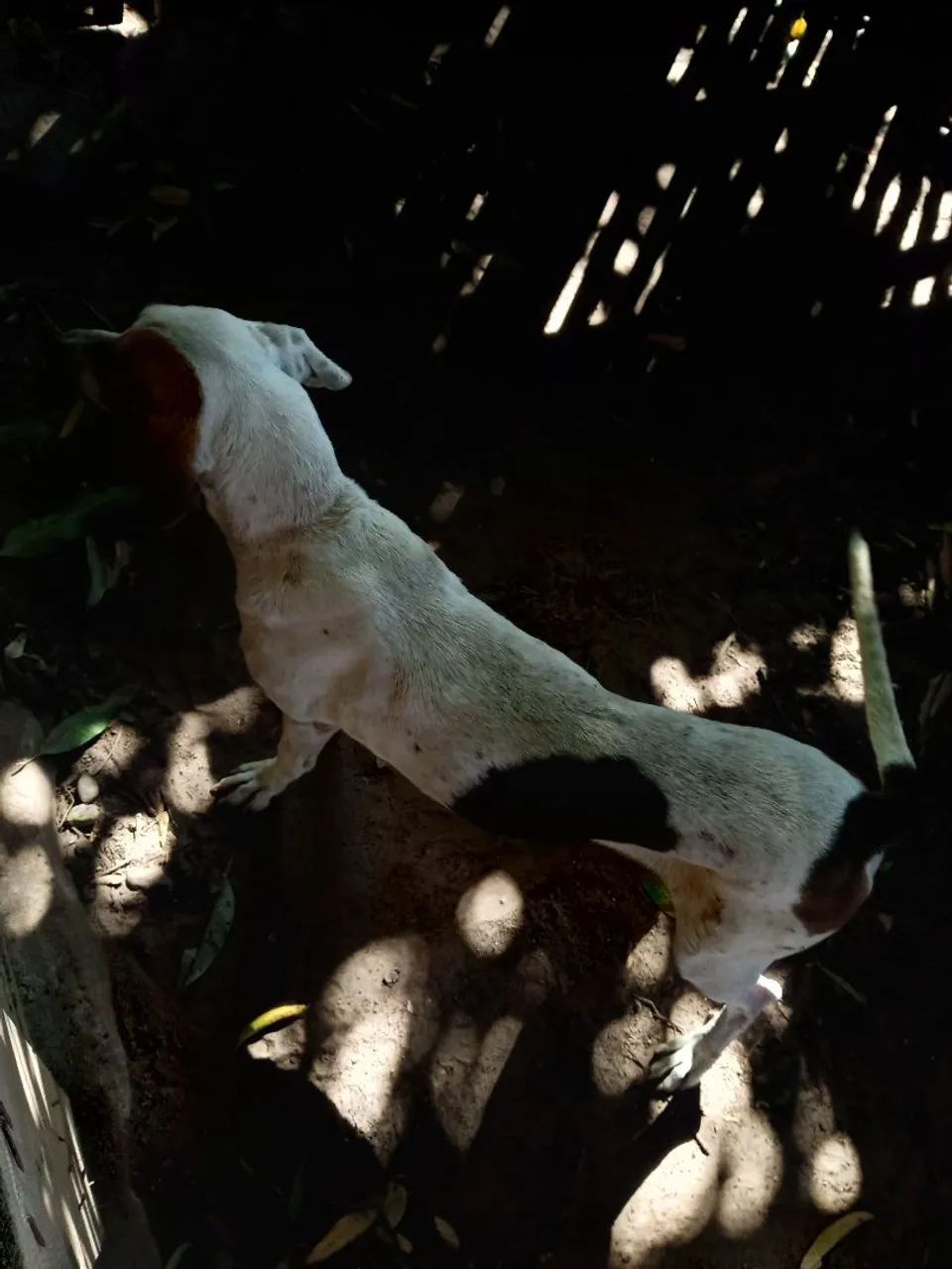 Fox hound Americano  - Foto 3